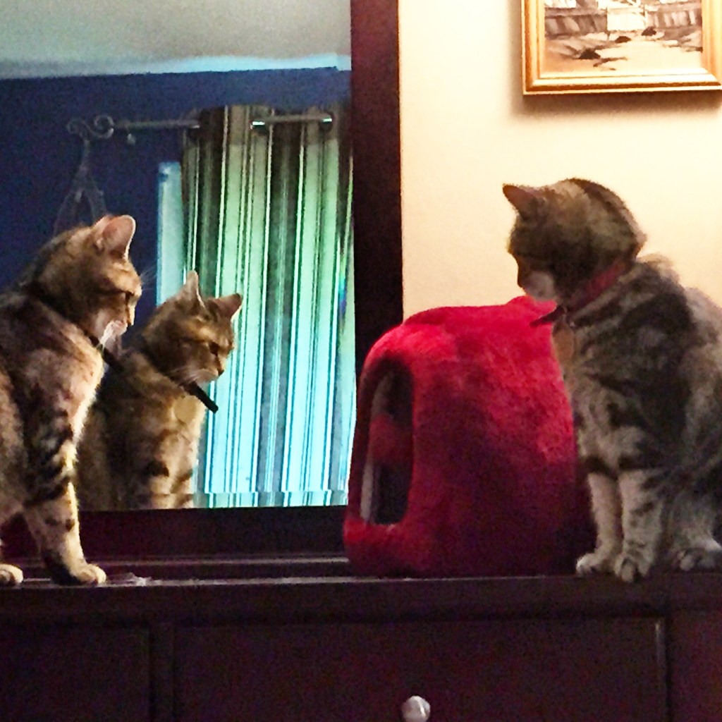 Standoff:  A study in cat&nbsp;politics