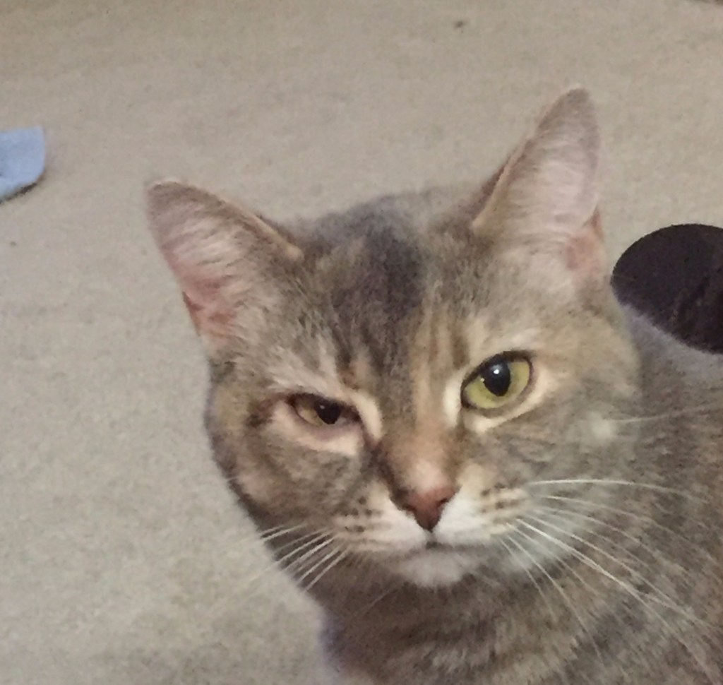 Adventures of Vent Cat: Part&nbsp;1